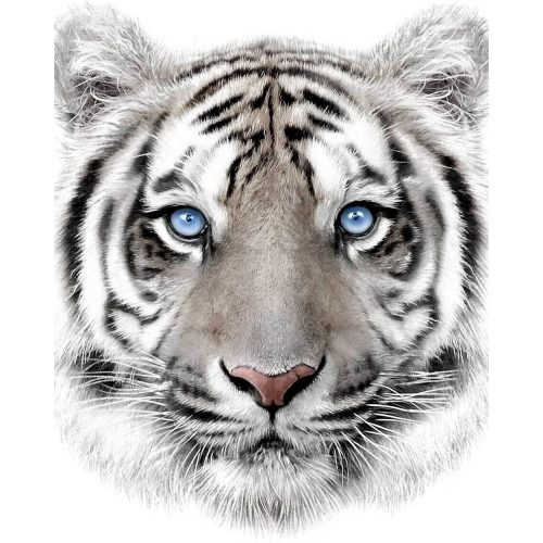 Fehér tigris mikroflanel takaró