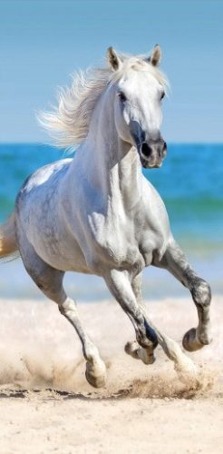 Vágtató fehér ló a tengerparton strandtörölköző 70x140 cm